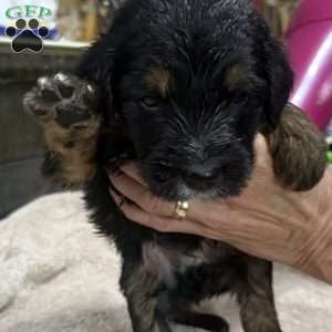 Grey, Goldendoodle Puppy