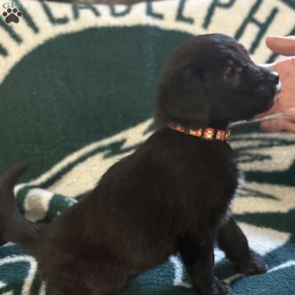 Orange, Goldendoodle Puppy