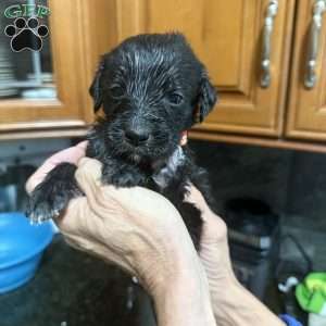 Orange, Goldendoodle Puppy