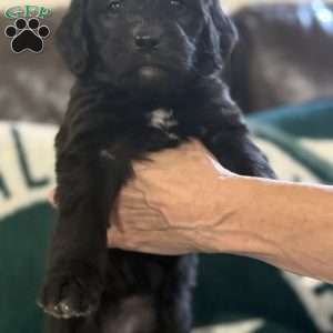 Pink, Goldendoodle Puppy
