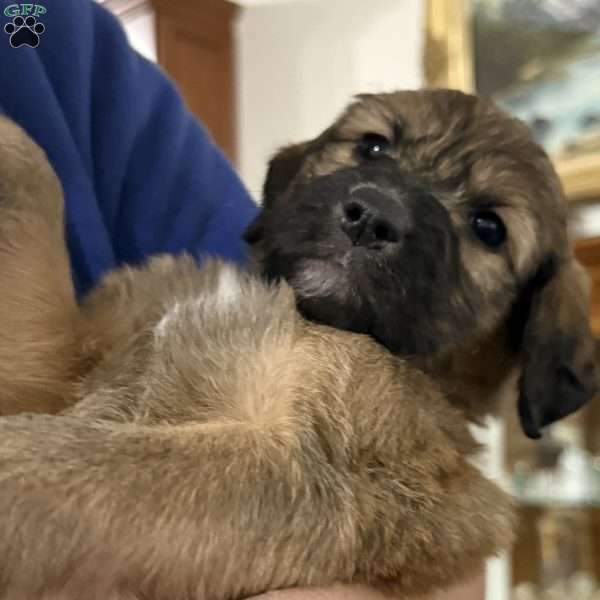 Yellow, Goldendoodle Puppy