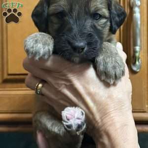 Yellow, Goldendoodle Puppy