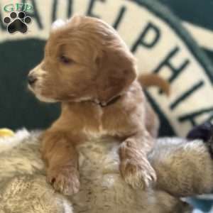 Black, Goldendoodle Puppy