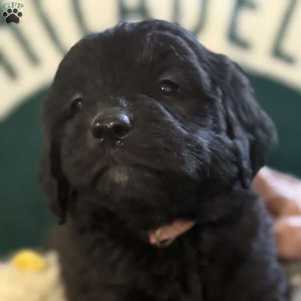 Pink, Goldendoodle Puppy