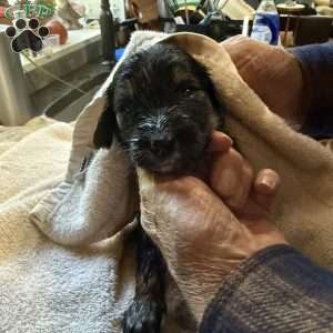 Grey, Goldendoodle Puppy
