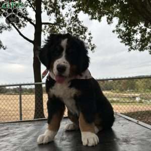 Den Den, Bernese Mountain Dog Puppy