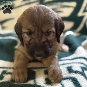 Yellow, Goldendoodle Puppy