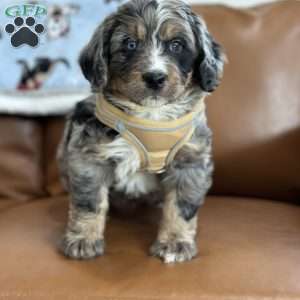 Toby, Mini Bernedoodle Puppy
