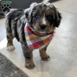 Toby, Mini Bernedoodle Puppy