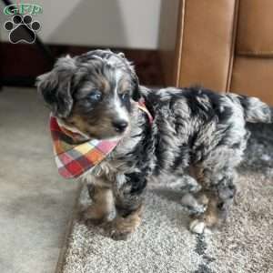 Toby, Mini Bernedoodle Puppy