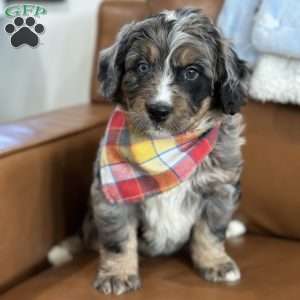 Toby, Mini Bernedoodle Puppy