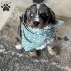 Toby, Mini Bernedoodle Puppy