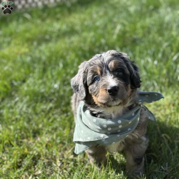 Toby, Mini Bernedoodle Puppy