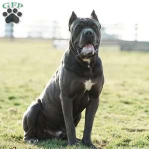 Chipper, Cane Corso Puppy