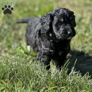Emily, Mini Bernedoodle Puppy