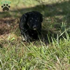 Emily, Mini Bernedoodle Puppy