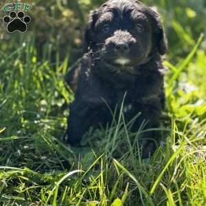 Emily, Mini Bernedoodle Puppy