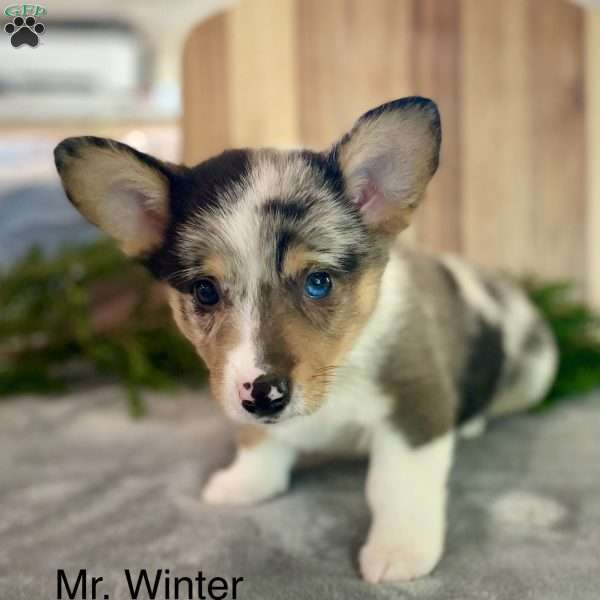 Mr. Winter Bottom, Pembroke Welsh Corgi Puppy