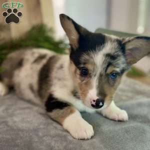 Mr. Winter Bottom, Pembroke Welsh Corgi Puppy