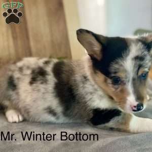 Mr. Winter Bottom, Pembroke Welsh Corgi Puppy