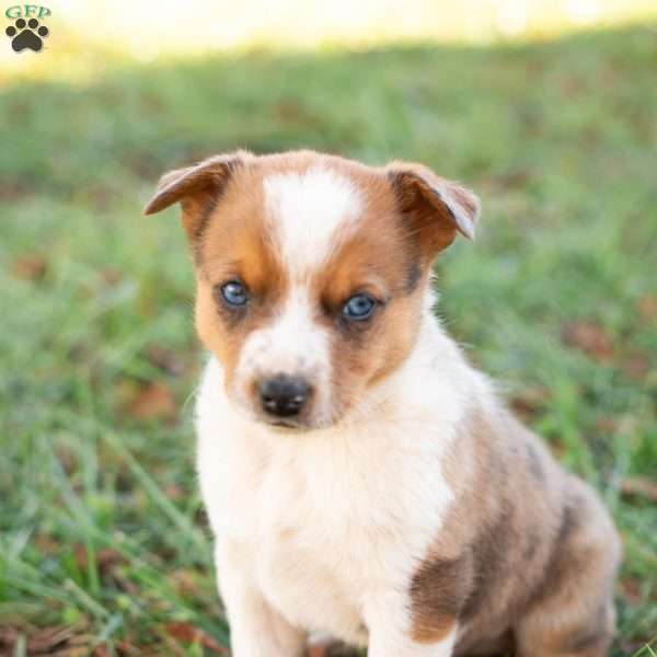 Huck, Blue Heeler Mix Puppy