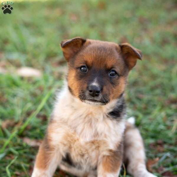 Honey, Blue Heeler Mix Puppy