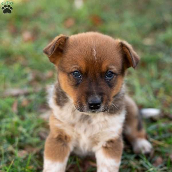 Red, Blue Heeler Mix Puppy