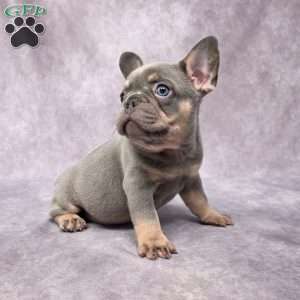 Barney, French Bulldog Puppy