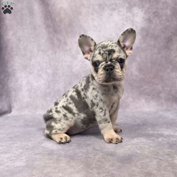 Brenda, French Bulldog Puppy
