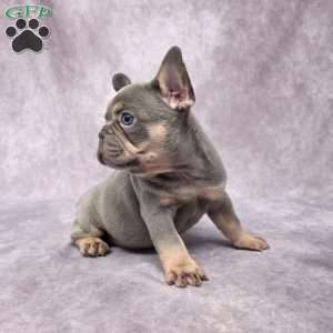 Barney, French Bulldog Puppy