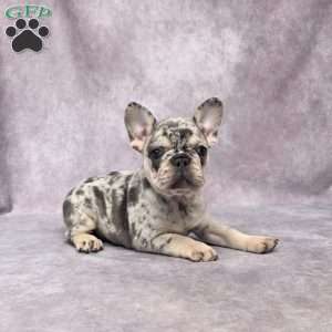 Brenda, French Bulldog Puppy