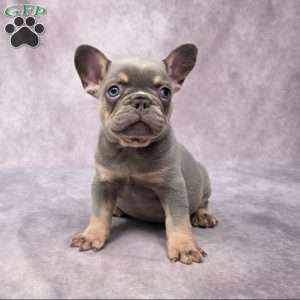 Barney, French Bulldog Puppy