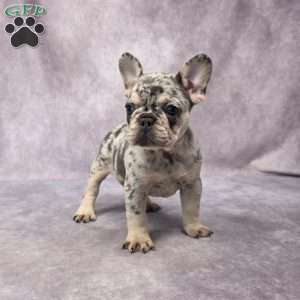 Brenda, French Bulldog Puppy