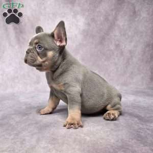 Barney, French Bulldog Puppy