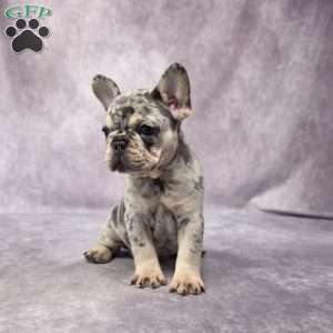 Brenda, French Bulldog Puppy