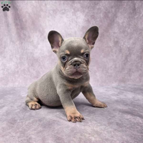 Barney, French Bulldog Puppy
