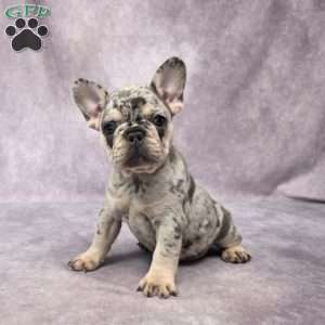 Brenda, French Bulldog Puppy