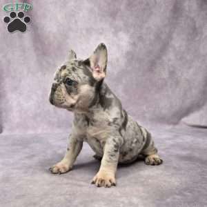 Brenda, French Bulldog Puppy