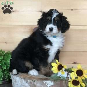 Pumpkin Pie, Bernedoodle Puppy