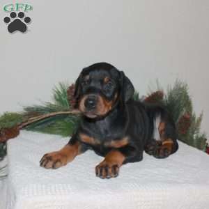 Rover, Doberman Pinscher Puppy