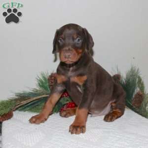 Roxy, Doberman Pinscher Puppy