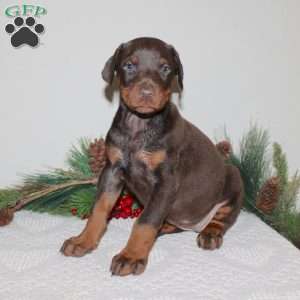 Rudie, Doberman Pinscher Puppy