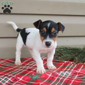 Jay, Jack Russell Terrier Puppy