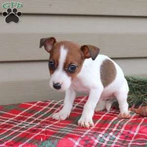 Jackie, Jack Russell Terrier Puppy