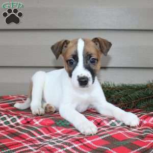 Isaac, Jack Russell Terrier Puppy
