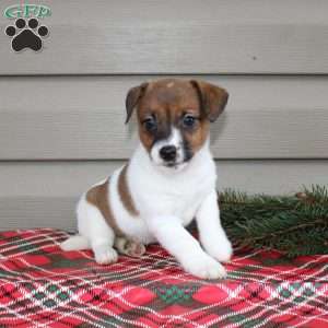 Isabel, Jack Russell Terrier Puppy