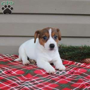 Irene, Jack Russell Terrier Puppy