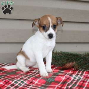 Izzy, Jack Russell Terrier Puppy