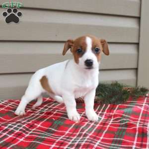 Iris, Jack Russell Terrier Puppy