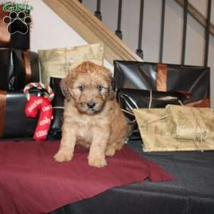 Levi, Mini Whoodle Puppy